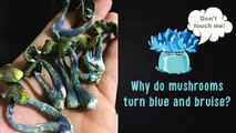 Why Magic Mushrooms turn blue and have bruises? | Contamination or not?