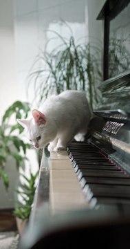 omg very intelligent cat video omg reaction this cat.