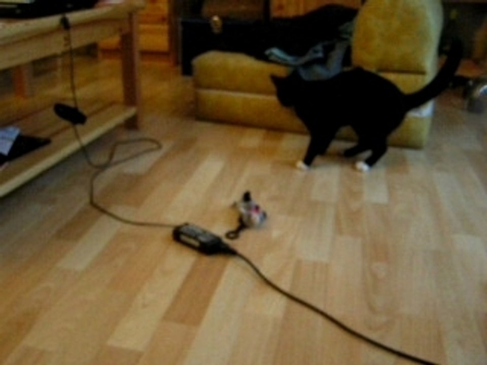 Chaussette énervée