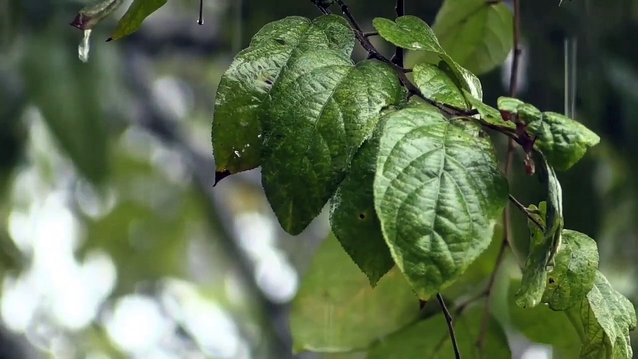 Sleep Instantly within 10 minutes with heavy rain sound