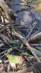Sneaky Red Belly Black Snake Hides in Riverbank