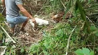 Berburu seru di hutan bambu bersama anjing pintar