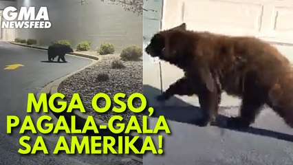 Mga oso, pagala-gala sa Amerika! | GMA News Feed