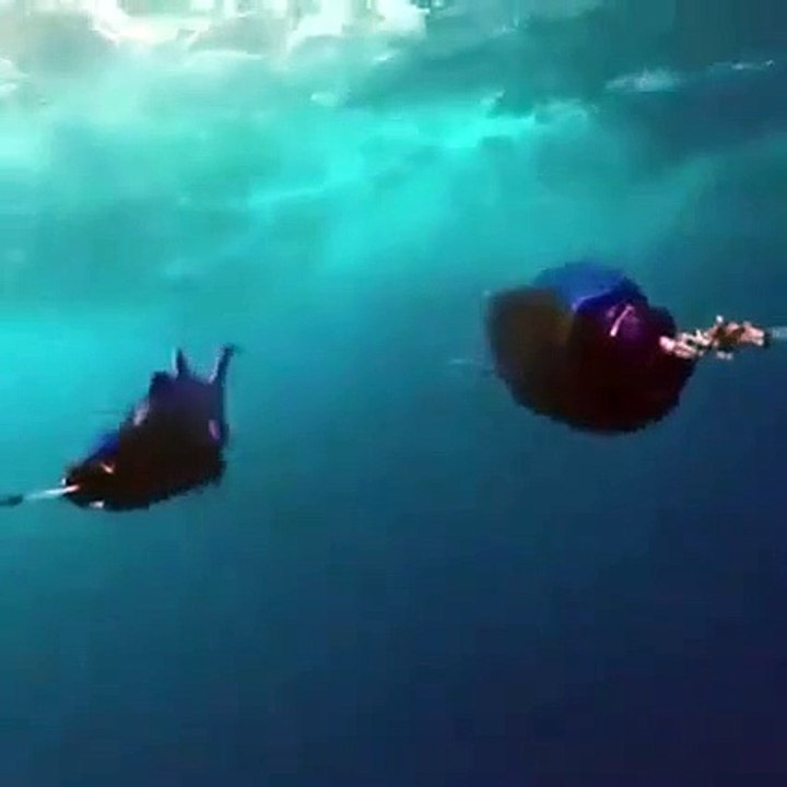 Fishing trap amazing 