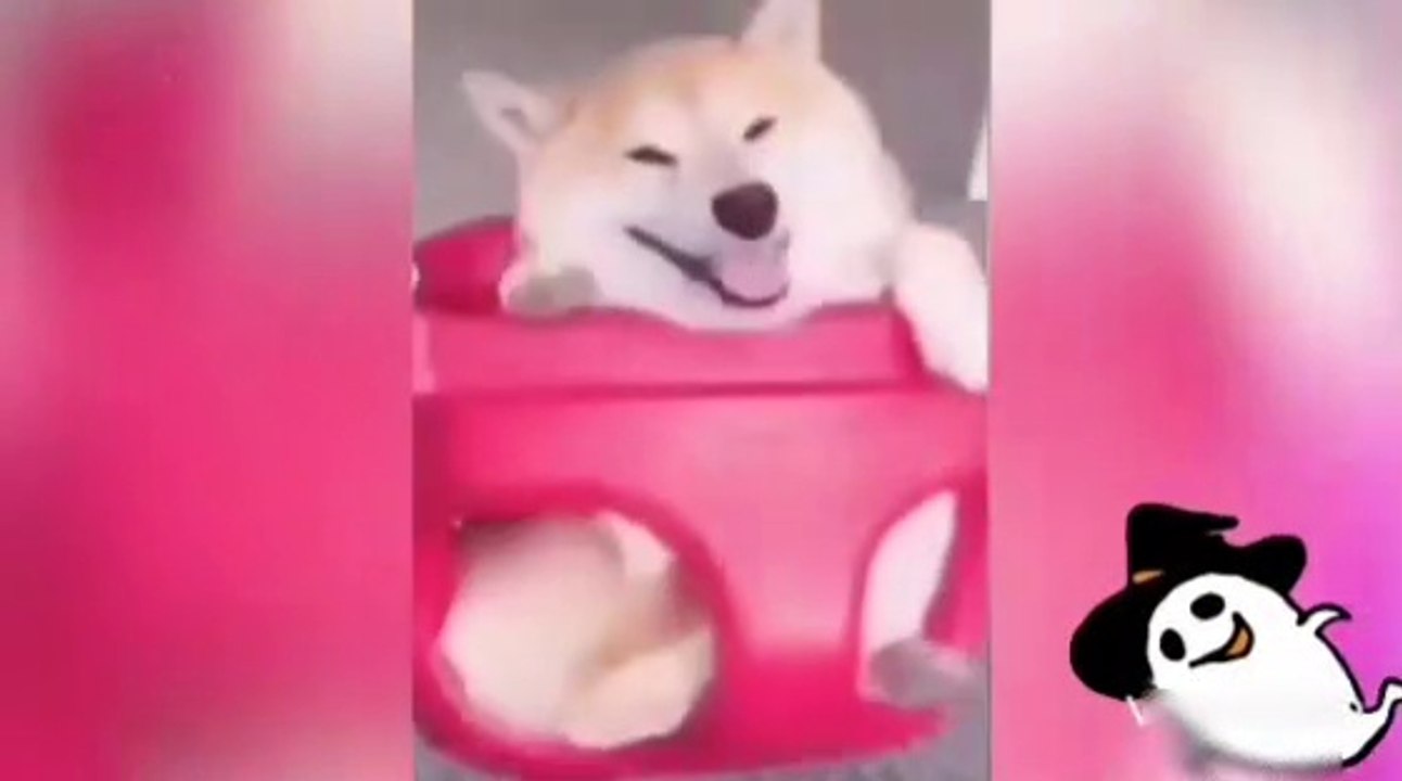 CUTE DOG MOMENT