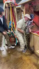 Biggest Burmese Python in the WORLD?Since everyone loved s