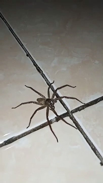Zoom spider light eye