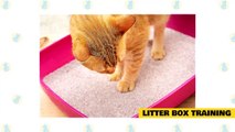 Cats 101 _ Basic Cat Training Tips