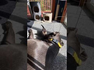 Large Dog Shows Love to Tiny Kitten