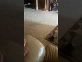 Archie the Rescue Pigeon Comes When Mom Calls