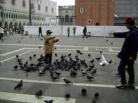 VENISE ET LES PIGEONS