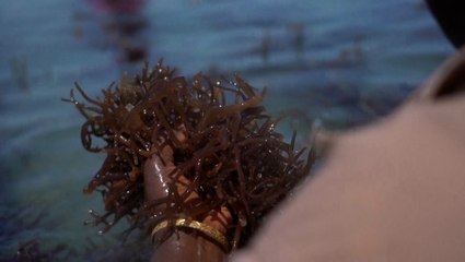 Seaweed is being farm in India to help battle greenhouse gases