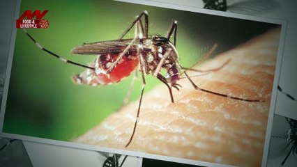 These few measures can get rid of diseases like dengue malaria