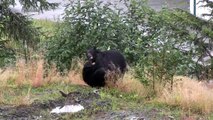 Wrestling Black Bears