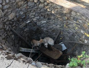 SU KUYUSUNDA MAHSUR KALAN 2 KÖPEĞİ İTFAİYE KURTARDI