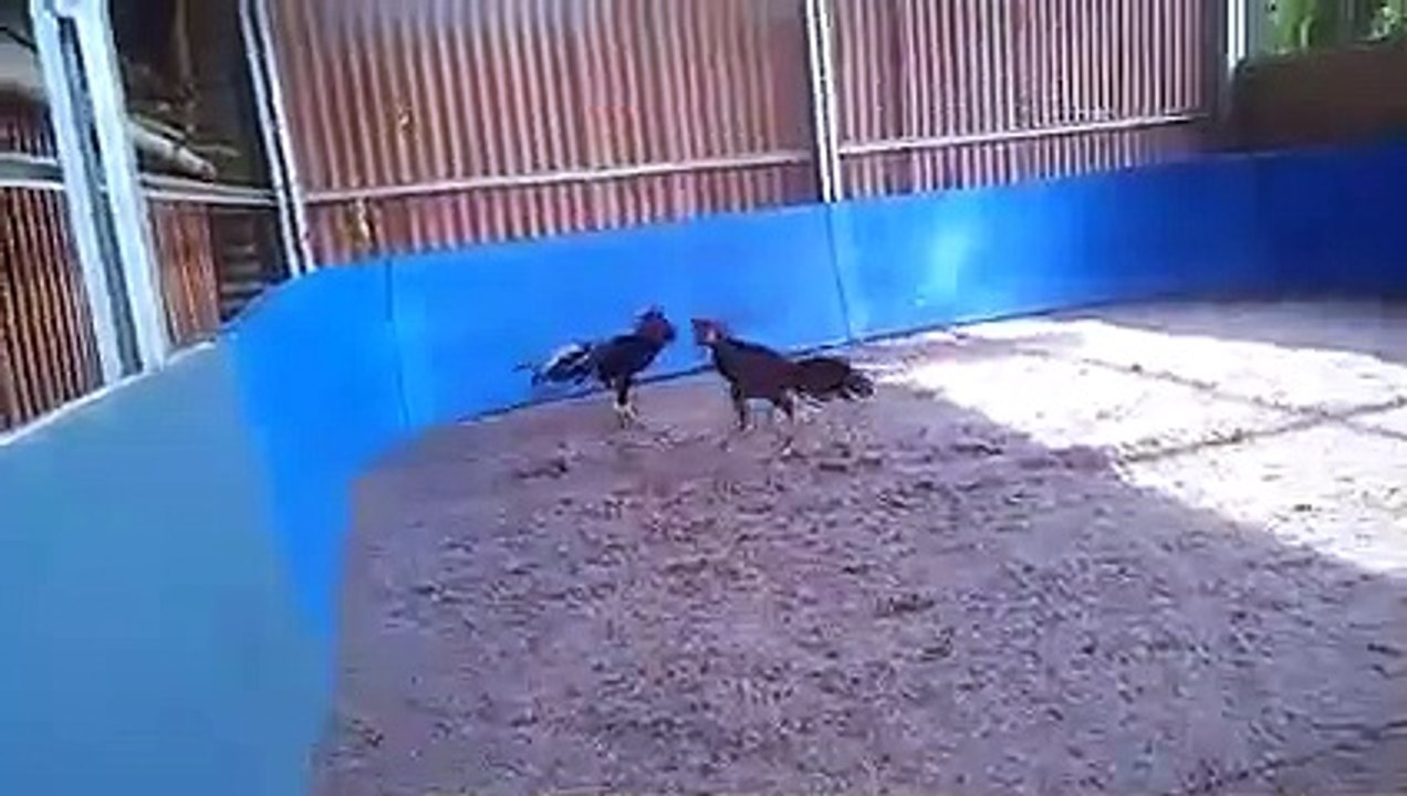 Latihan sambung ayam fight chicken