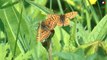 Papillons menacés - Tout savoir sur le Damier de la Succise