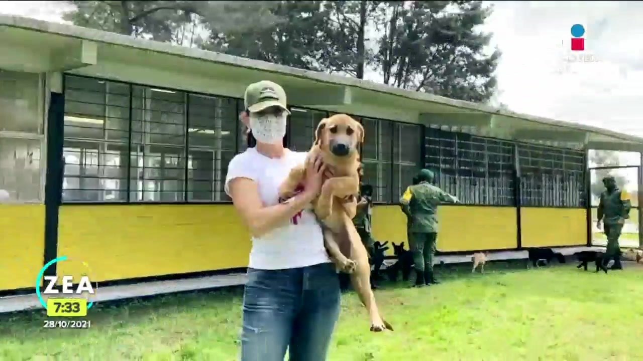 "Los Perritos de Santa Lucia", refugio para perritos en el AIFA