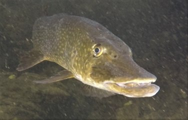 Face-à-face subaquatique à Tournai