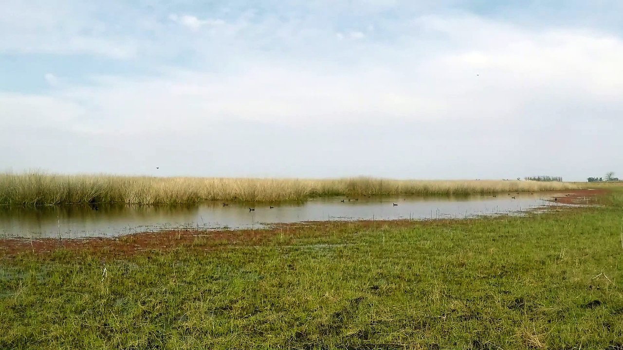 Hermosos Patos en la Espadaña - Sonidos de la Naturaleza | Matías HD