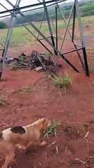 Three-Pawed Dog Dug Hole for Puppies