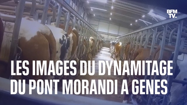 Dans une nouvelle vidéo, L214 dénonce les pratiques d’un abattoir en Saône-et-Loire après s’y être infiltré