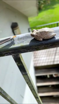 Une grenouille vegan prête à tout pour ne pas manger de viande