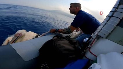 Hatay'da denizde bulunan yaralı pelikan tedavi altına alındı