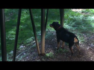 Coyote Comes Close to Rottweiler