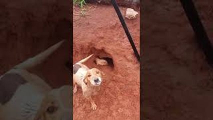 Three-Pawed Dog Dug Hole for Puppies