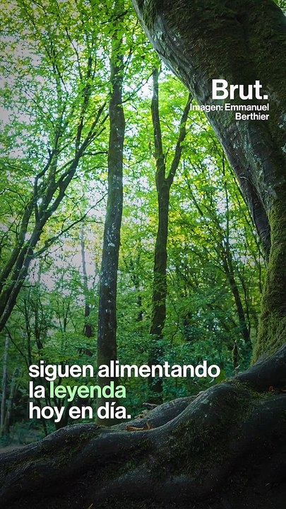 Conoce el legendario bosque del rey Arturo