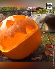 Dozer the Tortoise Eats a Pumpkin