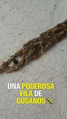 Estos gusanos trabajan en equipo y es perturbador