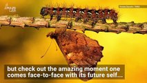 This Amazing Moment Was Captured Between a Caterpillar and it’s Future