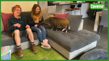 Un micro-cochon comme animal de compagnie