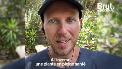 Saviez-vous que les plantes peuvent chanter ?