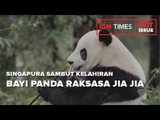 SINGAPURA SAMBUT KELAHIRAN BAYI PANDA RAKSASA JIA JIA