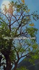 Hasil edit video cinematic di android - capcut tutorial