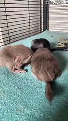 Baby Chinchilla Siblings Battle in the First Hour of Life