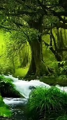 Nature wallpapers live wallpaper