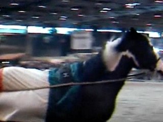 Irish cob au salon de l'agriculture 2008