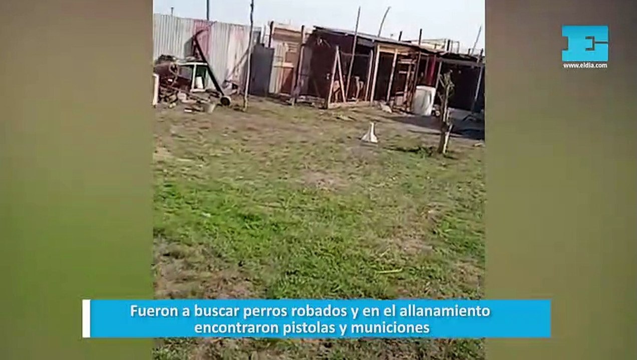 robo de perros