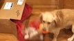 Dog Gets Excited on Receiving Package Containing Their New Toy