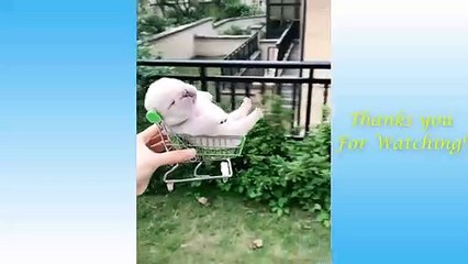 Animals Doing Things  Funny Cat and Dog Videos Compilation