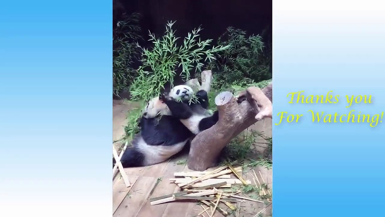 Cute Is Not Enough _ Funny Cats And Dogs Videos Compilation