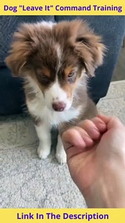 Dog "Leave It" Command Training | Dog Training Tips Leave it Command