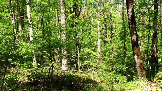 Asmr environmental and nature sounds to relax (birds 1)/Asmr sonidos ambientales y de la naturaleza para relajarte (pájaros 1)