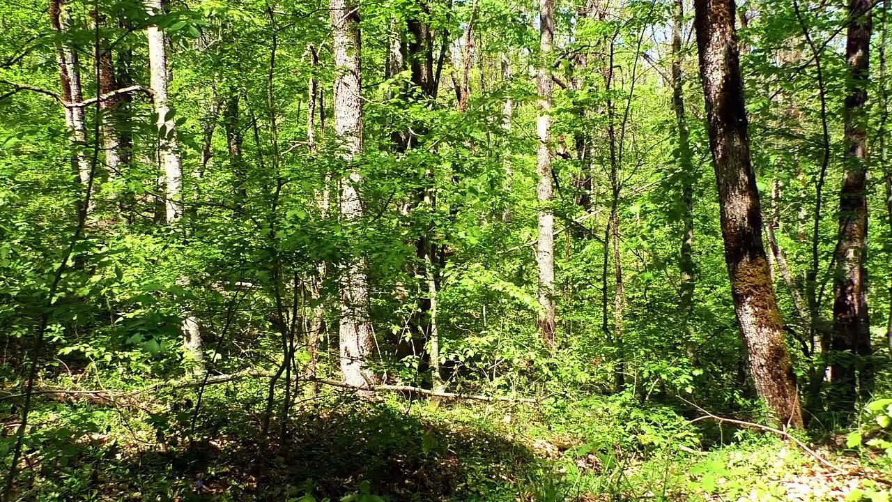 Asmr environmental and nature sounds to relax (birds 1)/Asmr sonidos ambientales y de la naturaleza para relajarte (pájaros 1)