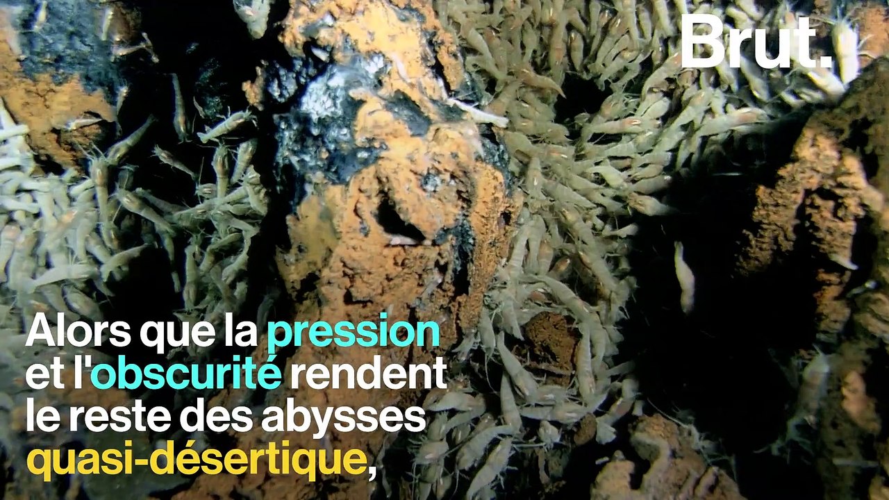 Les fumeurs : point d'origine de la vie sur Terre ?
