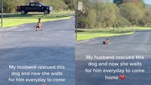 'Devoted Rescue Dog eagerly waits for owner to return from work every day'